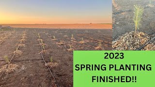 All the Trees are Planted!! - Spring Planting 2023 is finished!!
