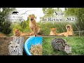 Sanctuary summary 2023 year in review  the wildcat sanctuary