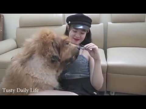 Lovely smart girl Playing Baby Cute Dogs On Rice Fields How to play with dog In Dog Village #20