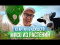 В чем плюсы и минусы растительного мяса? Бизнес на веганах. Greenwise – российский Beyond Meat