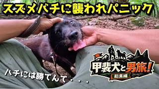 甲斐犬一休と旅したらスズメバチに刺された【瑞垣山:総集編】