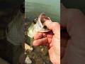 Torn lip on this bass  shorts fishing bass