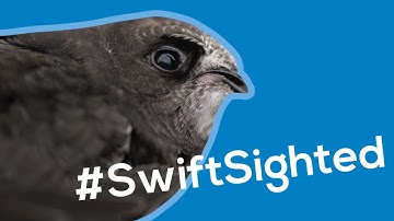 Making Edinburgh a Swift Sanctuary