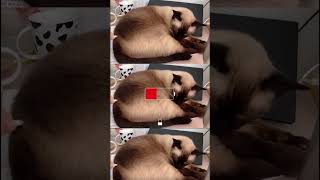 After I Fully Charged The Cat...⏯#shorts #shortvideo #shortsfeed #siamese #cat #funnycats #cute