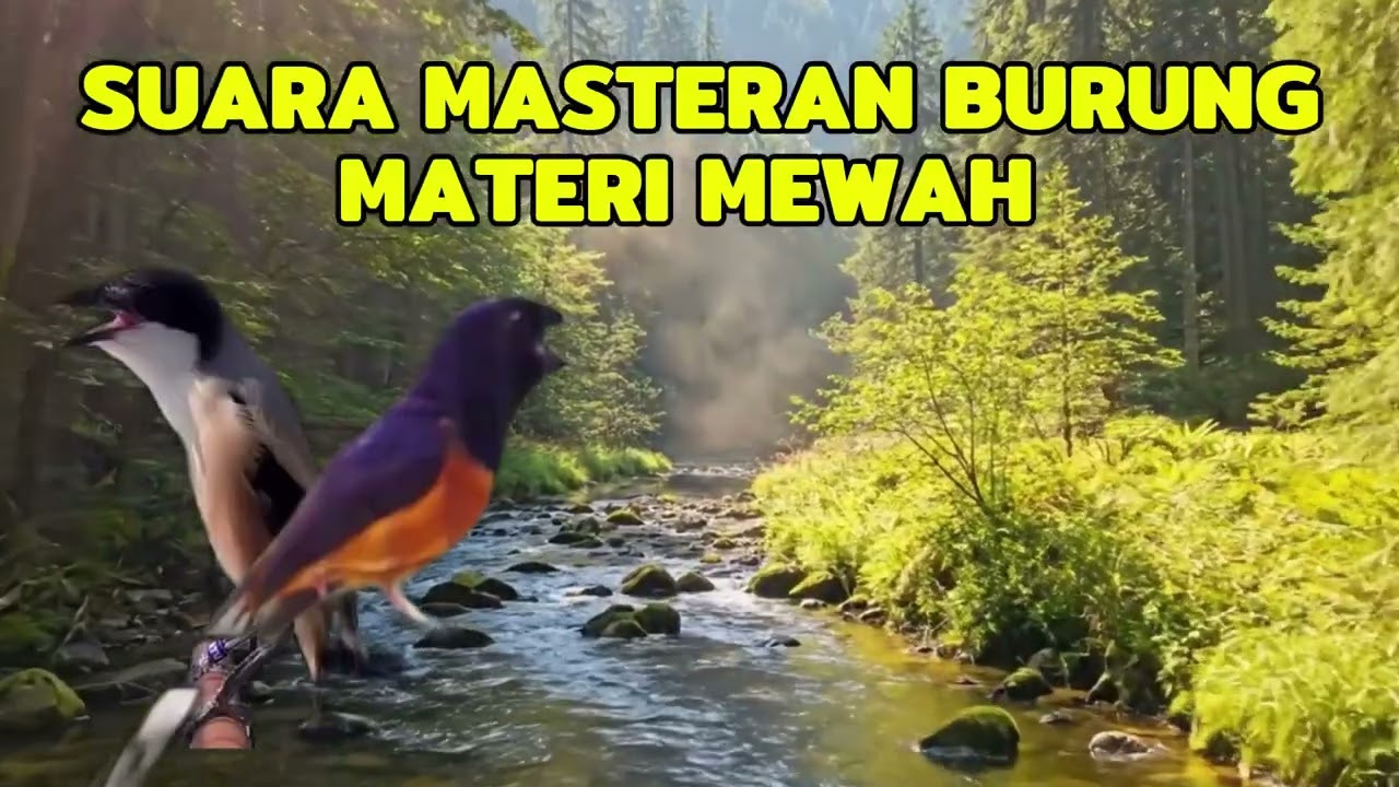 rahasia cendet juara!!!#kicaumania #cendet #burung #masteranjernih #kicaumanianusantara #rolltembak