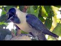 Crow sounds effects 2021, crow bird crowing sounds - noises - voice