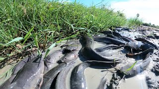 Mind-Blowing Catch: Fisherman's Unmatched Hand Fishing Skill! Giant Catfish in Shallow Waters!