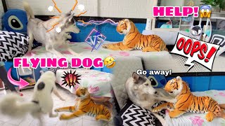 Fake Tiger Prank On Ten Siberian Huskies | Husky VS. Tiger | Husky Pack TV