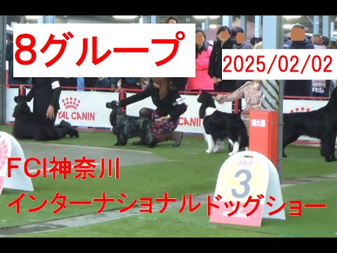 ＦＣＩ神奈川インターナショナルドッグショー 8G ＃アメリカンコッカースパニエル