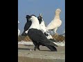 حمام سورية اديب الدايخ نوح الحمام