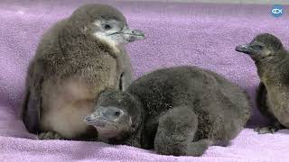 2024 African Penguin Chicks!