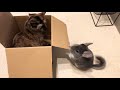チンチラと猫の箱の奪い合い(完全版4:42)　Chinchilla and cat compete for box (fullsize 4:42)
