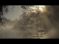 Manatee-alligator interaction (RARELY FILMED BEFORE)