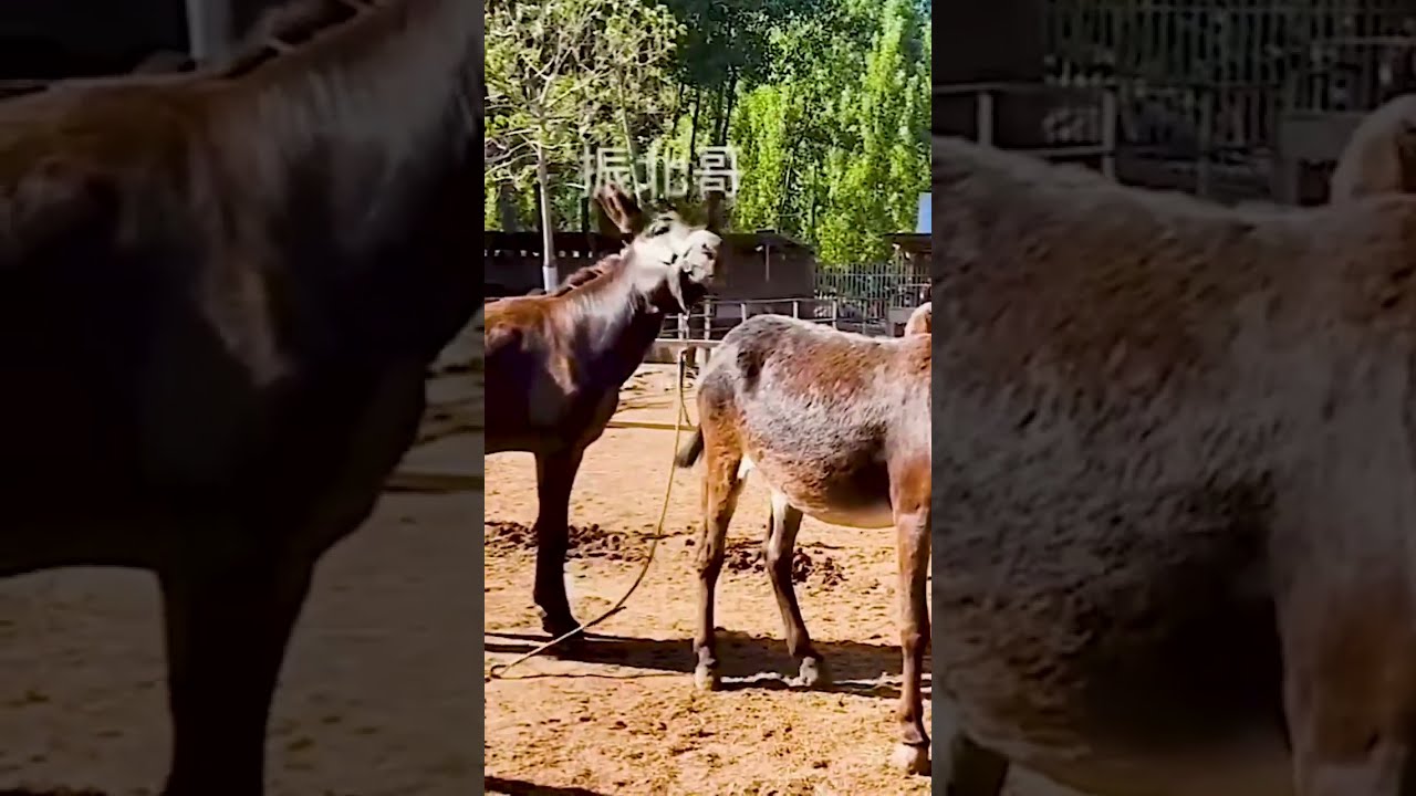 Donkeys Live Among And Horses 79