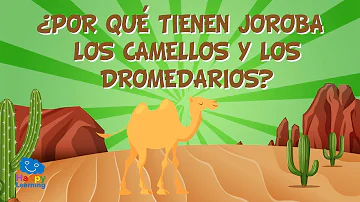 Como os dromedários se locomovem?