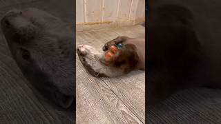 Otter showing his juggling skill😁🥰🦦😊|Cute Otter #otternoise #funnyotter #ytshorts #viral #playing Otter showing his juggling skill😁🥰🦦😊|Cute Otter #otternoise #funnyotter #ytshorts #viral #playing