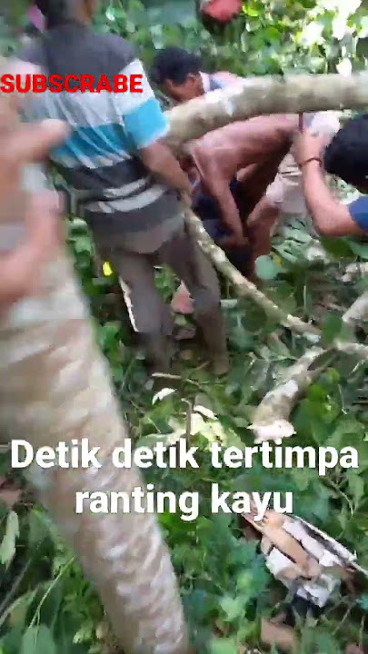 detik detik tertimpa ranting kayu😭😭