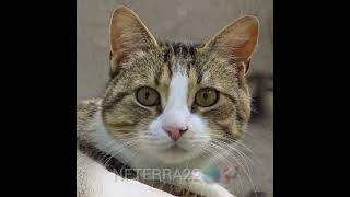 OPENSEA 🍁 HAPPYCATEAM❗ NFTERRA22 00863😺🔥🚀🌎