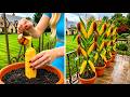 10 + DIY Garden Growing Ideas That Will Inspire You to