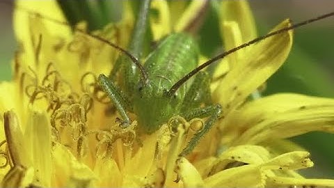 Grasshopper On A Flower Stock Video