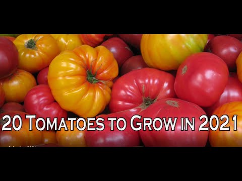 Video: Tomato 