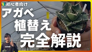 For beginners] Repotting agave [Comprehensive guide] | Common