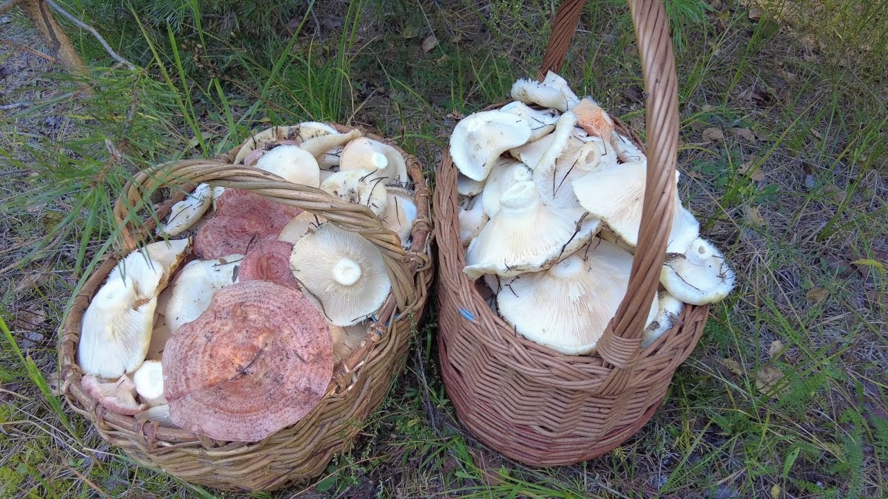 Two baskets of milk mushrooms—and not a soul around!