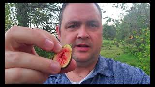 SAL's Black Fig (sal's Corleone) - First Taste by Smoky Mountain Homestead 223 views 7 months ago 4 minutes, 25 seconds