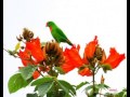 Pacha Panam Kili Thathe Ninte Chithathill Aaranu..!!(Mini Anand) Mp3