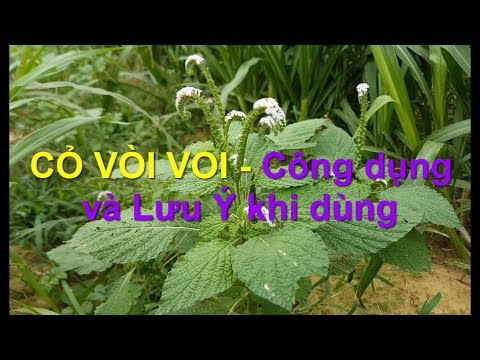 Cỏ Vòi Voi - Cây thuốc quý để chữa các bệnh về da, mụn nhọt, đau khớp gối - Nhận dạng cây thuốc