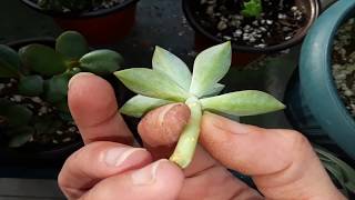 How I plant and take care of a succulent cutting with no roots