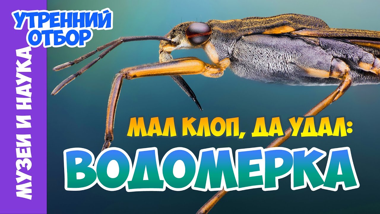 Водомерки – между воздухом и водой. Тимофей Левченко