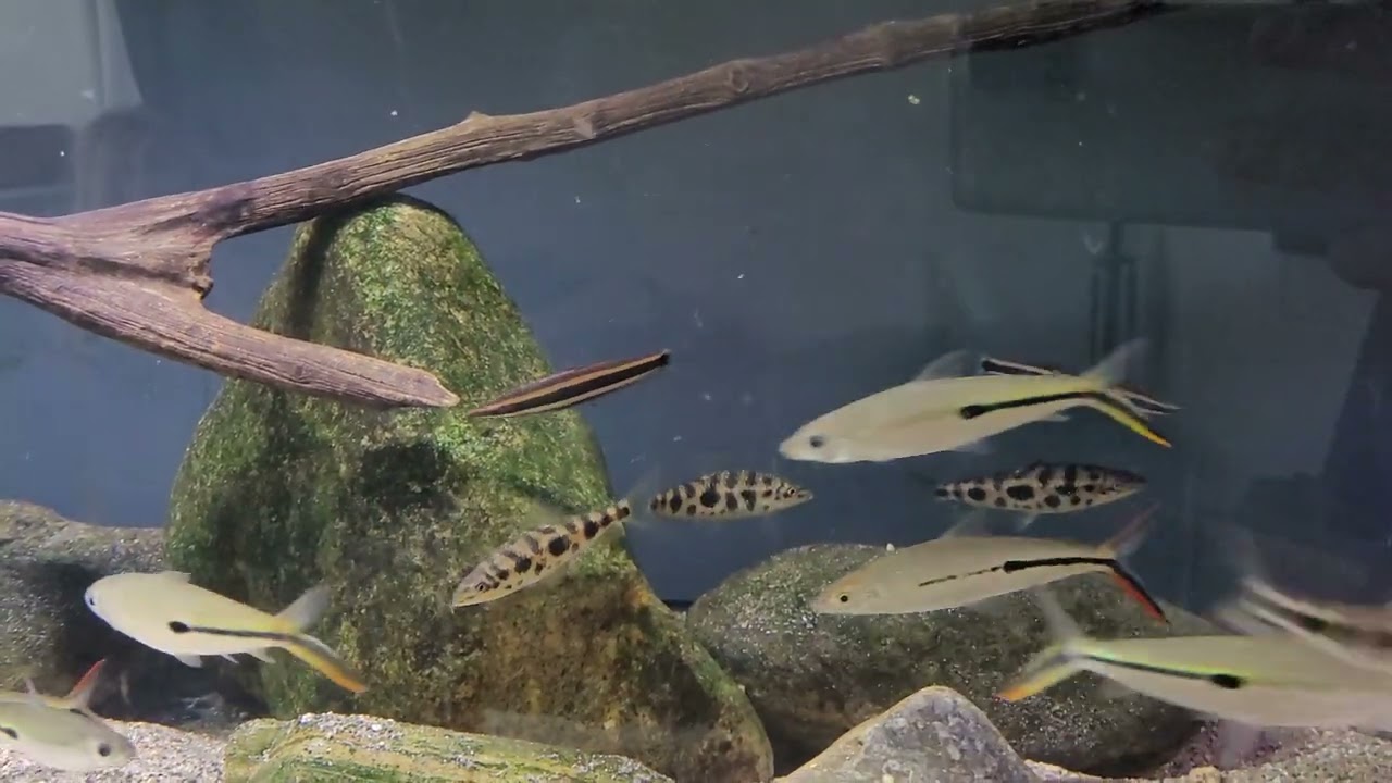 Leporinus Ortomaculatus