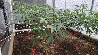 I Don't Care🍒🎤Winter Outdoor Cannabis Grow 1-9-23 It's A Greenhouse Now👌🏿🍒 Organic Grow👍🏿