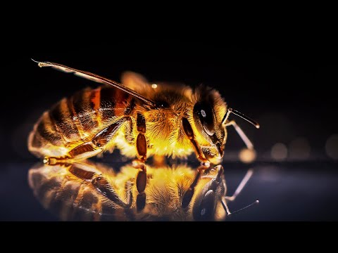 Unheilbare Krankheiten heilen - mit Bienengift?