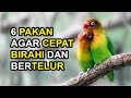 6 Makanan Lovebird Agar Cepat Birahi dan Bertelur