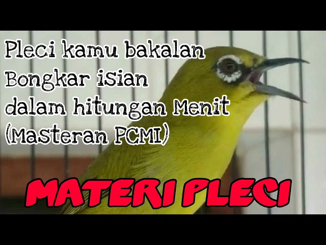 Pleci di rumah bakalan Bongkar isian Dalam hitungan Menit #MasteranPCMI class=