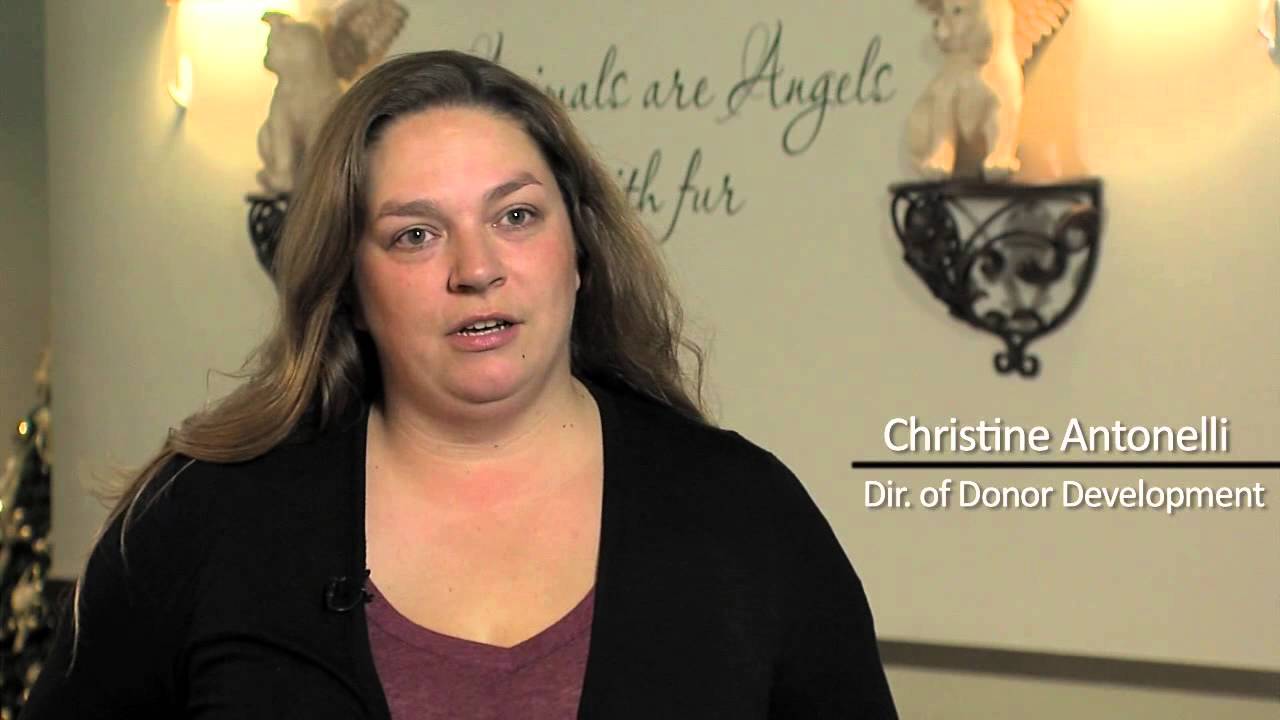 Carpet Cleaning Temecula Animal Friends of the Valley video 2 YouTube