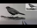 Как рисовать птиц, как нарисовать птицу speed drawing