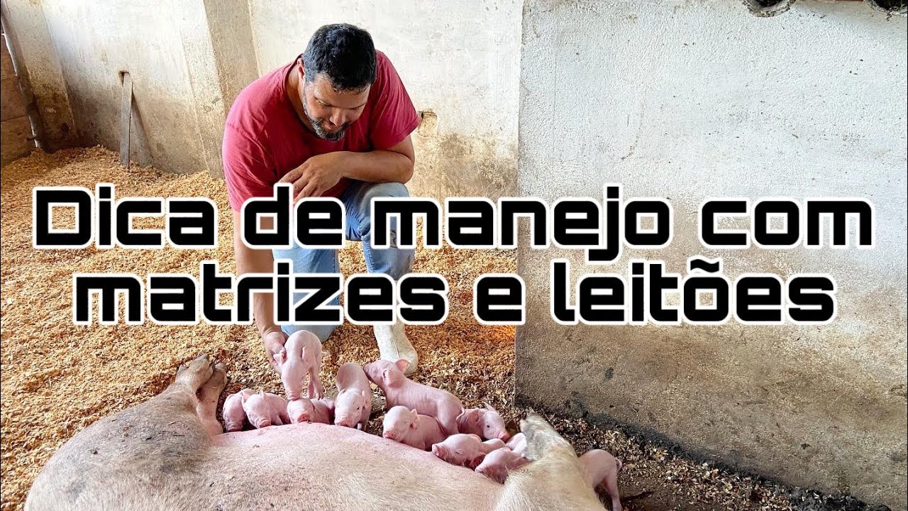 COMO TER SUCESSO NA CRIAÇÃO DE SUÍNOS ! OBTER LEITÕES COM ÓTIMO DESENVOLVIMENTO.