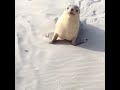 Screaming / Barking Sea Lion