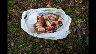 видео: Грибная разведка 09 октября 2023. Всеволожский район. картинка: Грибная разведка 09 октября 2023. Всеволожский район.