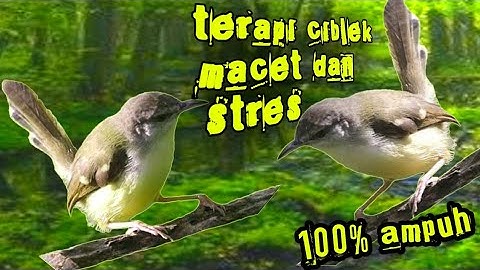 terapi ciblek macet dan stres agar cepat bunyi dan gacor.