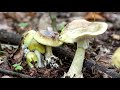 ТОП 10 самых ядовитых грибов