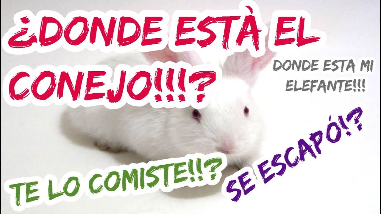 ¿Cuanto crece un conejo en 4 meses? YouTube