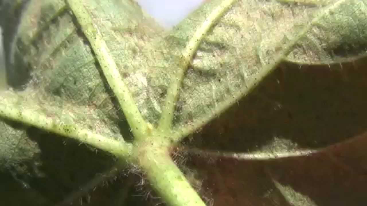 Cotton Mite Identification 