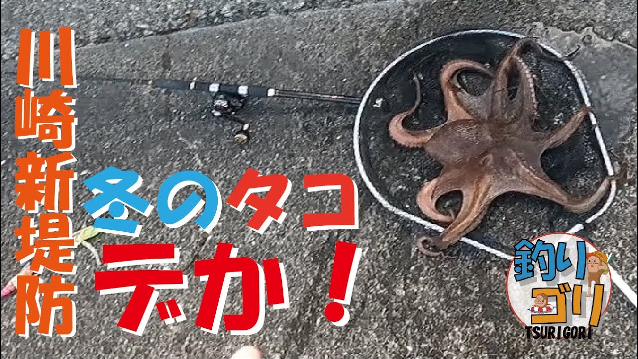 【川崎新堤防】やっぱり冬のタコ🐙デケェェ🐙