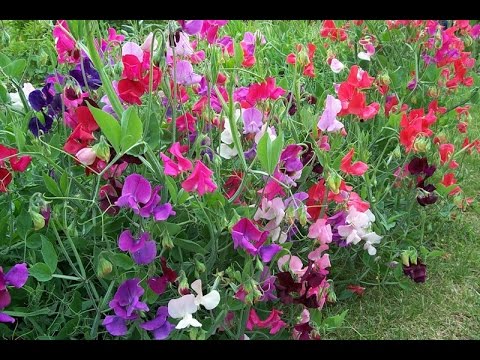 Душистый горошек - YouTube