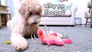 My Dog Reacts to a Floppy Lobster!