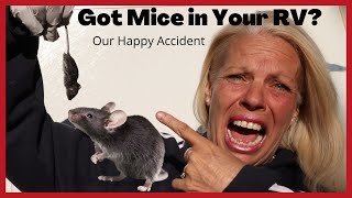 RV Quick Tip How We Get Rid of Mice in our RV!